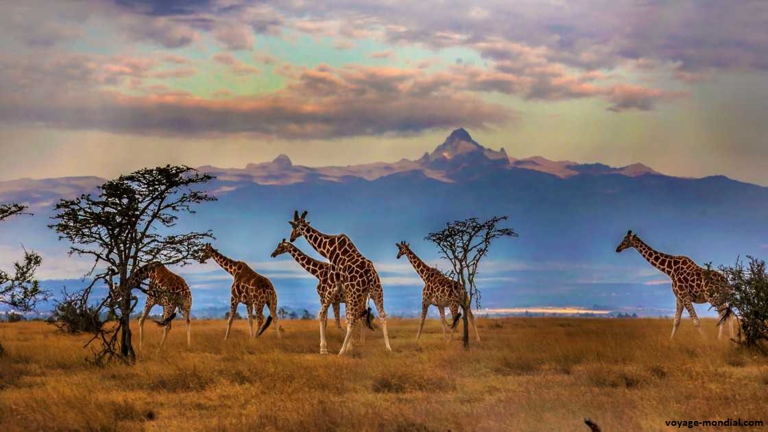 Une des dizaines de réserves naturelles du Kenya. Admirez les girafes et autres animaux sauvages avec en toile de fond le Kilimandjaro ! Quelle meilleure destination pour un voyage de noce exceptionnel