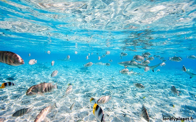 L'océan Pacifique et les nombreuses îles qui l'entourent offre un éventail exceptionnel d'animaux sous-marins. La faune et la flore sont d'une grande richesse. Tous les plongeurs, amateurs ou professionnels parcourent des milliers de kilomètres pour bénéficier d'un spectacle unique. Bora Bora appelé encore la perle du Pacifique ne déroge pas à la règle. Ici, poissons et requins à pointe noire dans le lagon de Bora Bora