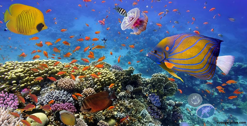 La vie marine aux Seychelles se trouve sur les magnifiques récifs coralliens. Avec une riche variété de coraux et une abondance de poissons exotiques, tels que le poisson chauve-souris, les poissons papillons colorés, les poissons perroquets parmi de nombreuses autres espèces de poissons tropicaux.