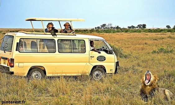 Scène typique d'un safari au Masai Mara au Kenya. Les touristes peuvent admirer les plus belles espèces d'animaux sauvages qui existent. Une des plus belles expériences et destinations pour un voyage de noce unique !
